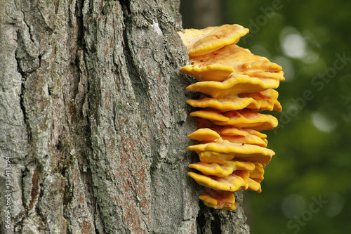 Edible bracket fungus Laetiporus sulphureus also known as chicken of the woods.