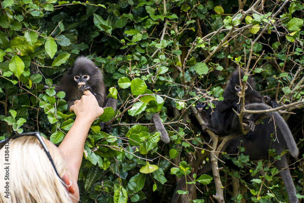 langur monkey wildlife sitting in a tree Wua Talap island Ang Thong ...