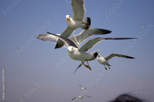 Seagulls staring at me
