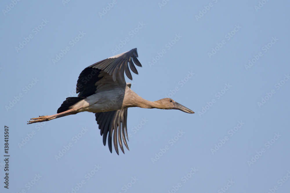 Obraz premium Image of asian openbill stork flying in the sky. Wild Animals.
