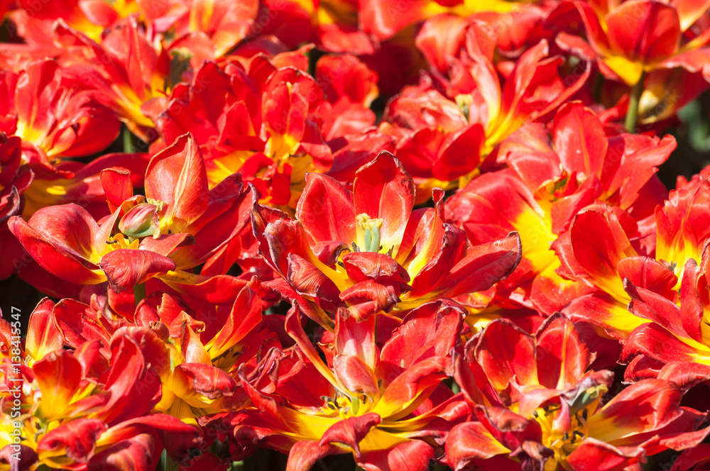 Bright red terry tulips. Background