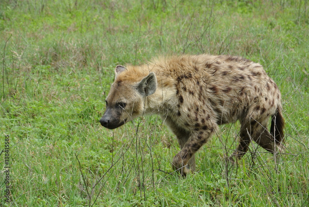 Hyena Walking Through Grass in Tanzania Hyena Walking Through Grass in Tanzania
