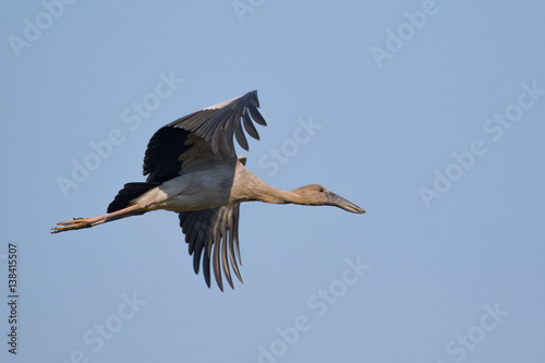 Image of asian openbill stork flying in the sky. Wild Animals. © yod67
