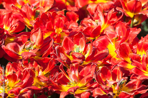 Bright red terry tulips. Background