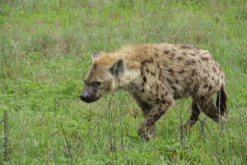 Hyena Walking Through Grass in Tanzania