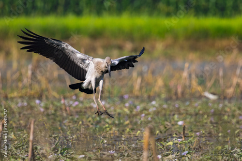 Image of asian openbill stork on nature background. Wild Animals.