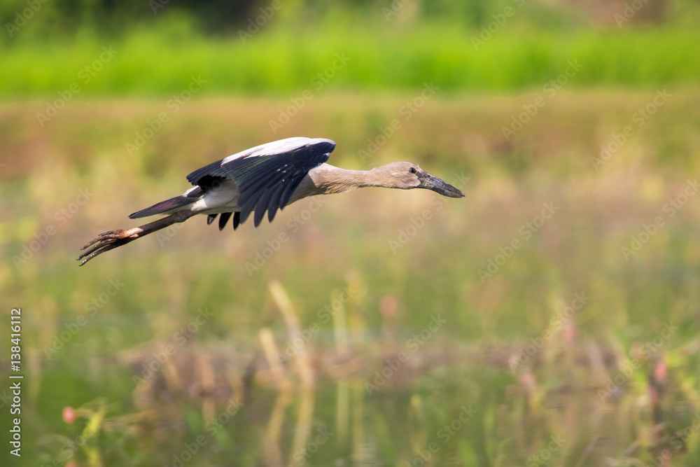 Obraz premium Image of asian openbill stork on nature background. Wild Animals.