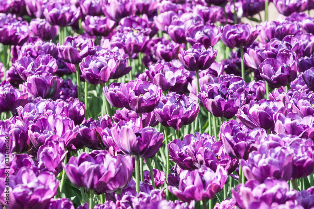 Terry purple tulips in a flower nursery. Background