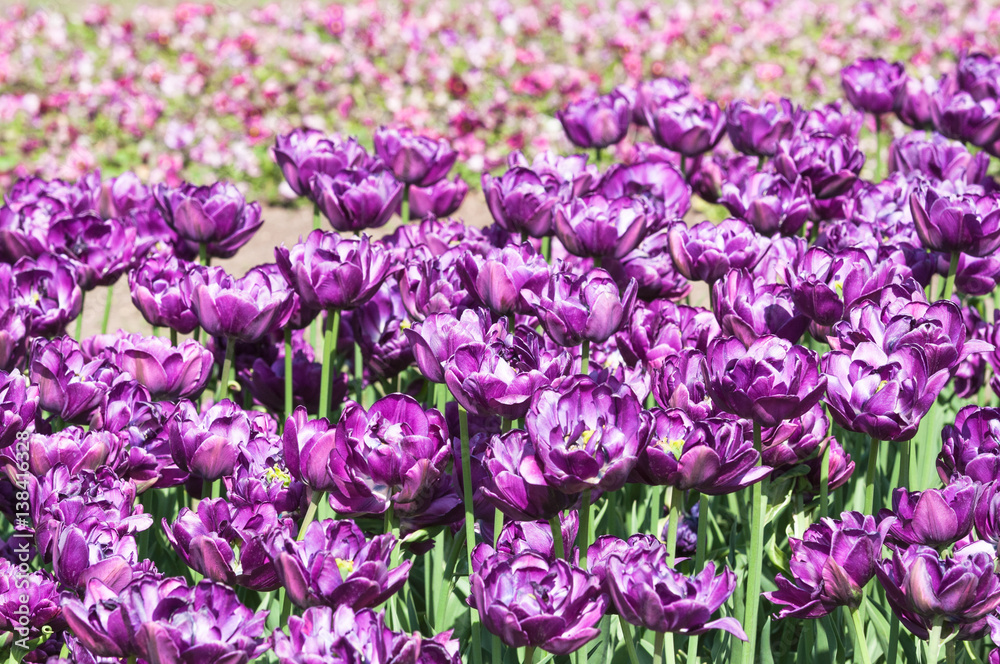 Terry purple tulips in a flower nursery. Background Terry purple tulips in a flower nursery. Background