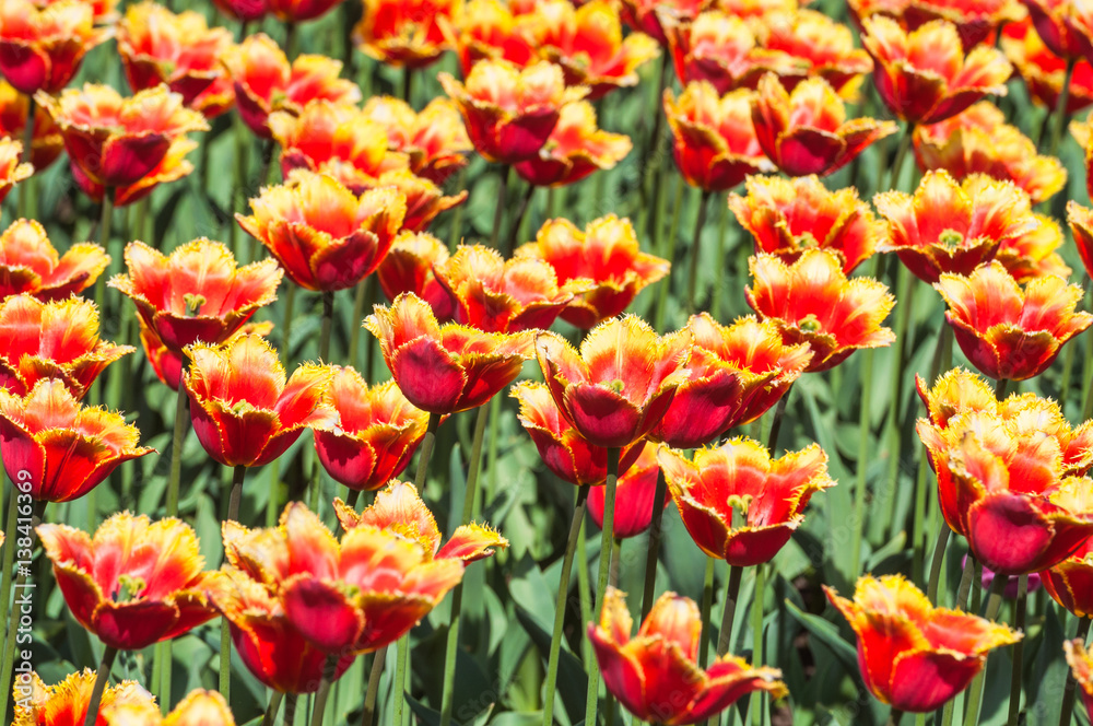 Fringed tulips red yellow. Background Fringed tulips red yellow. Background