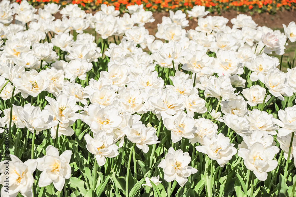 Fototapeta premium White Terry Tulip. Background