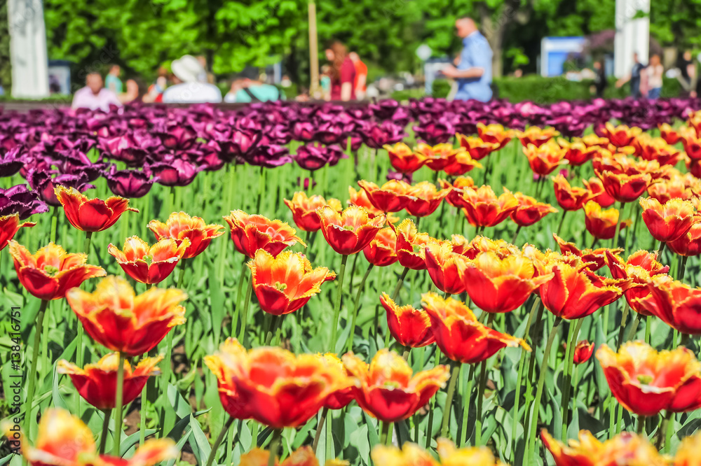 Yellow and red fringed and purple terry tulips in the nursery Yellow and red fringed and purple terry tulips in the nursery