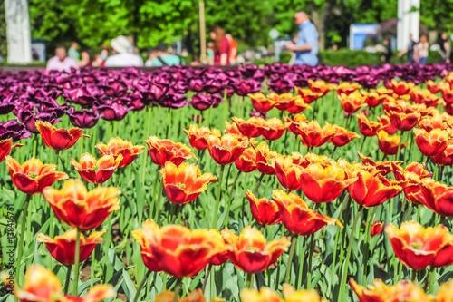 Yellow and red fringed and purple terry tulips in the nursery