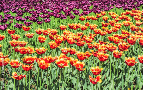 Yellow and red fringed and purple terry tulips in the nursery © aleoks