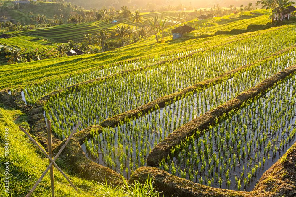 Fototapeta premium Beautiful Jatiluwih Rice Terraces in Bali, Indonesia