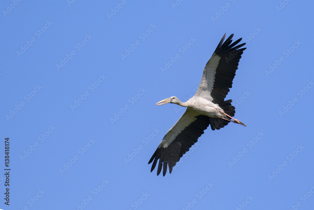 Image of asian openbill stork flying in the sky. Wild Animals. Image of asian openbill stork flying in the sky. Wild Animals.