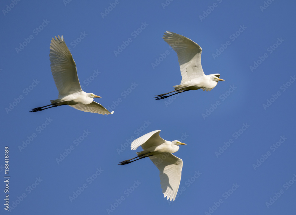 Image of egret flying in the sky. Heron. Wild Animals. Image of egret flying in the sky. Heron. Wild Animals.