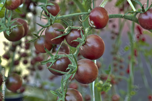 branch of fresh chocolate tomatoes, Solanum, lycopersicum