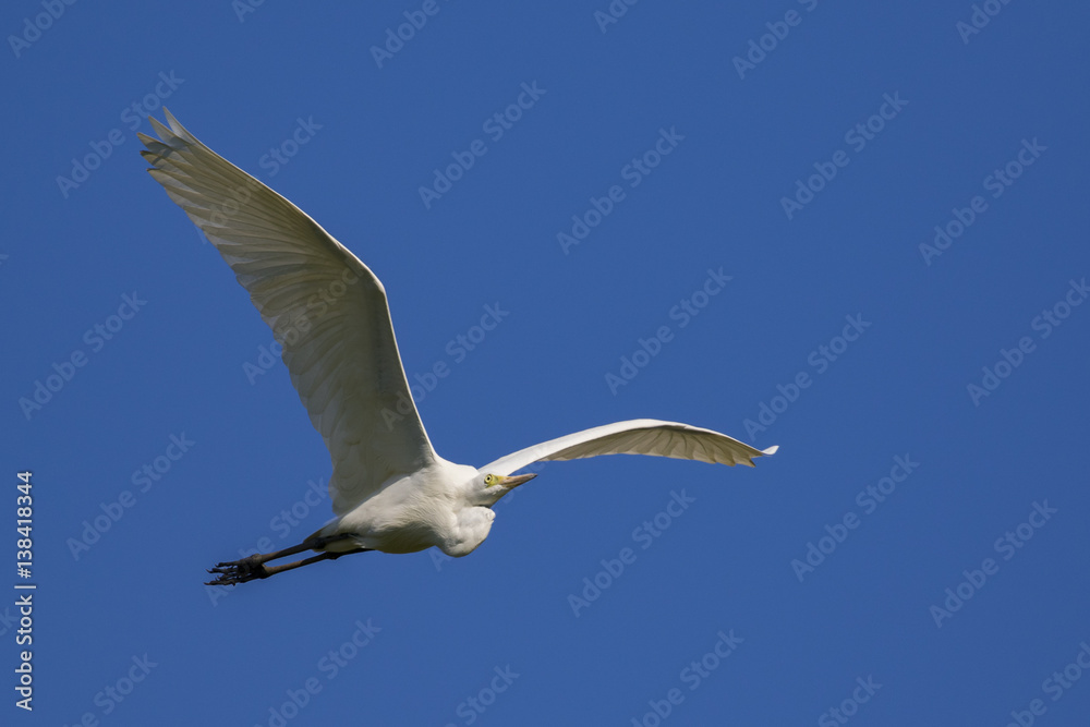 Fototapeta premium Image of egret flying in the sky. Heron. Wild Animals.