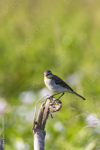 Image of Bird Eastern Yellow Wagtail (Motacilla tschutschensis) Wild Animals.