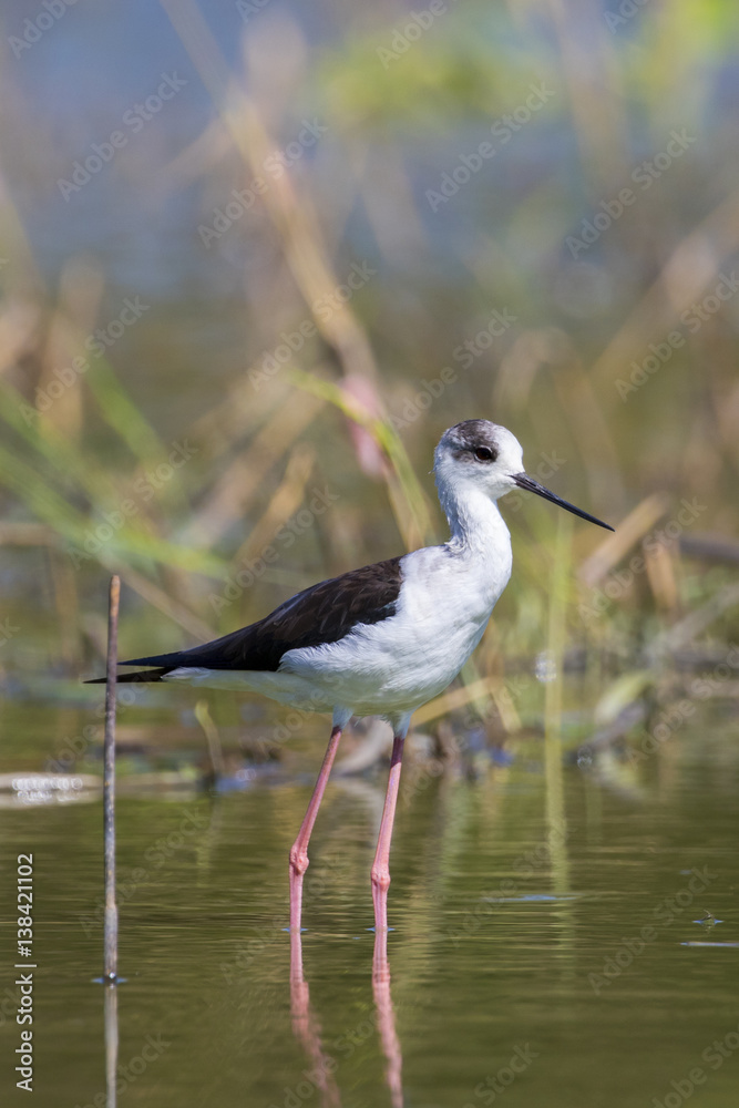 Image of bird black-winged stilt are looking for food (Himantopus himantopus) Wild Animals. Image of bird black-winged stilt are looking for food (Himantopus himantopus) Wild Animals.