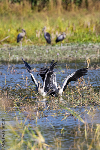 Image of flocks asian openbill stork. Wild Animals. Birds