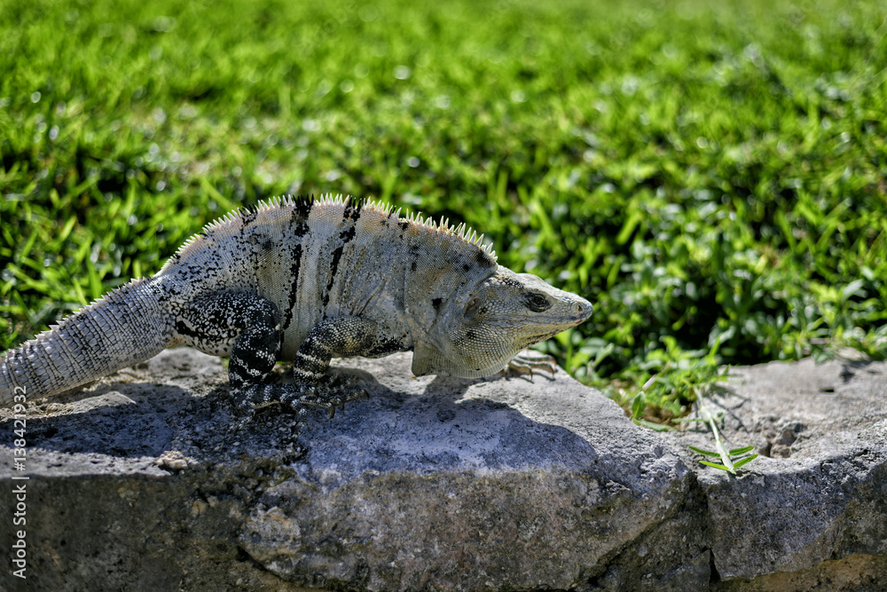 Obraz premium Wildlife animal iguana sunbathing on the stones against green grass at the ancient Mayan building ruins in Tulum, Mexico