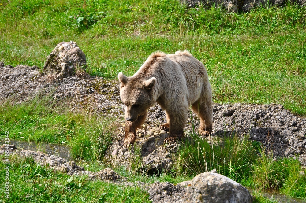 Junger brauner Bär trottet auf Wiese. Braunbär in Bewegung in wilder Natur Junger brauner Bär trottet auf Wiese. Braunbär in Bewegung in wilder Natur