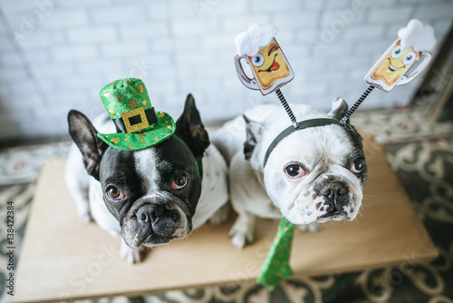 Canvas Print Couple of dogs with disguise for Saint Patrick's Day