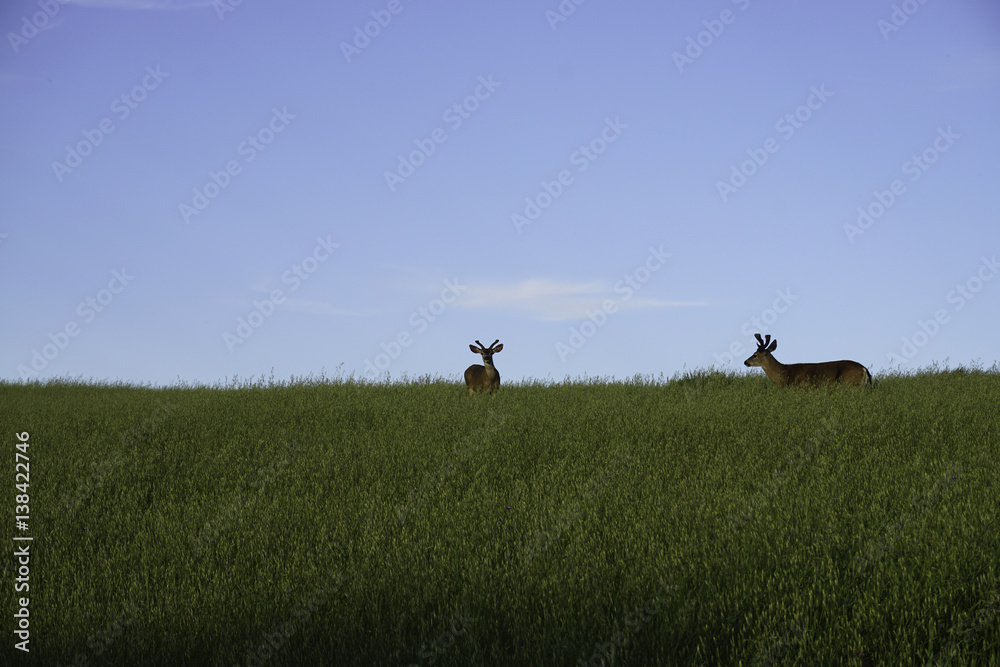 deer deer