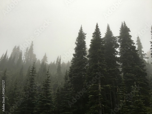 Fog and trees