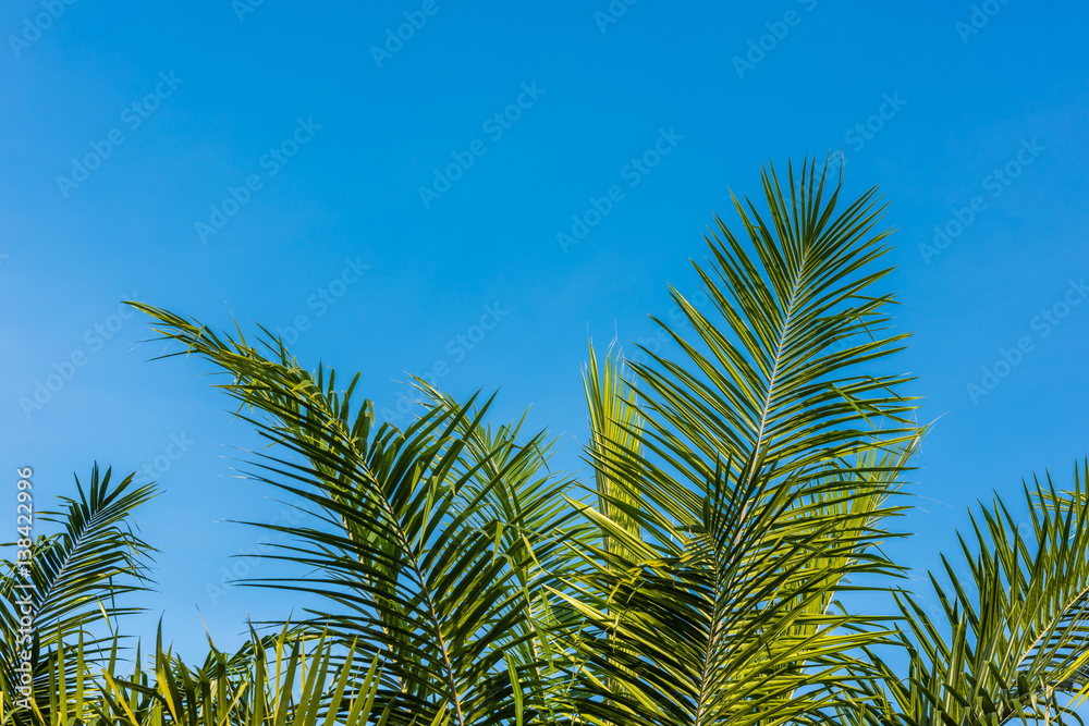 Fototapeta premium Palm leaf against blue sky