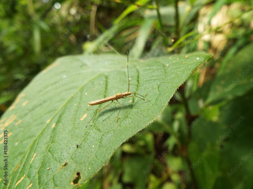 ニセヒメクモヘリカメムシ stink bug
