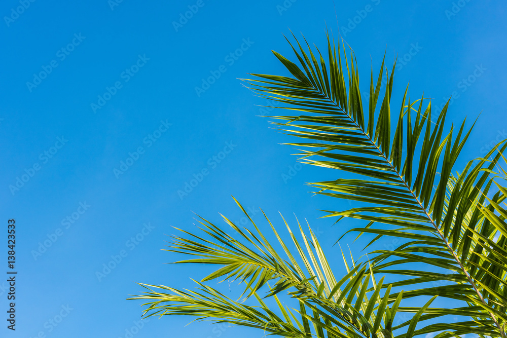 Palm leaf against blue sky Palm leaf against blue sky