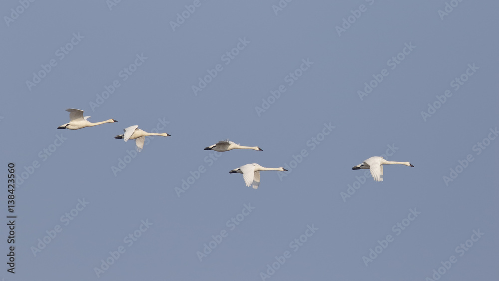 Group of Tundra Swans Migrating in Spring - Ontario, Canada