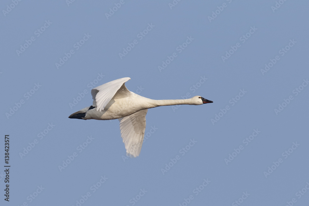 Tundra Swan Migrating in the Spring - Ontario, Canada Tundra Swan Migrating in the Spring - Ontario, Canada