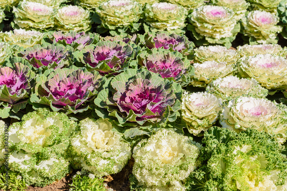 Fresh Cabbage (brassica oleracea) Fresh Cabbage (brassica oleracea)