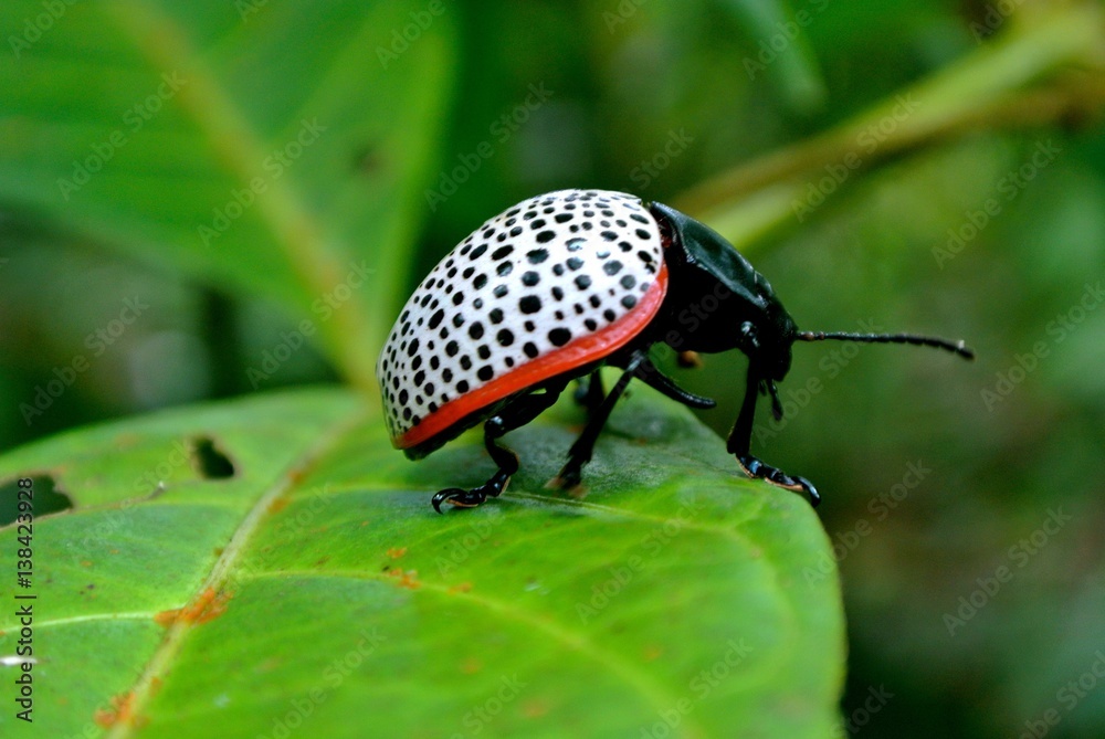 Beetle in Sierra Llorona, Panama Beetle in Sierra Llorona, Panama