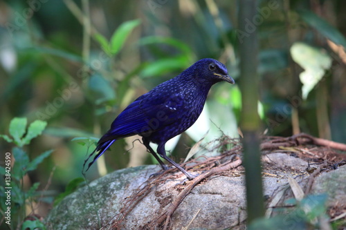 Blue whistling thrush (Myophonus caeruleus) in Tam Dao, North Vietnam photo