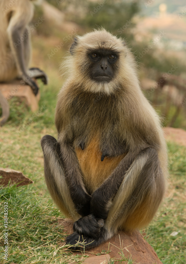 Cute little monkey in India Cute little monkey in India