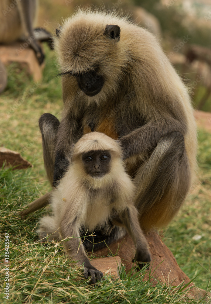 Cute little monkey in India