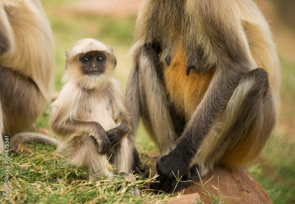 Fototapeta premium Cute little monkey in India
