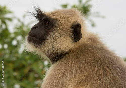 Canvas Print Cute little monkey in India