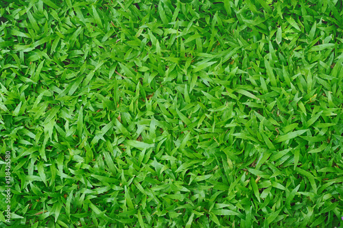 green grass background, use as wallpaper