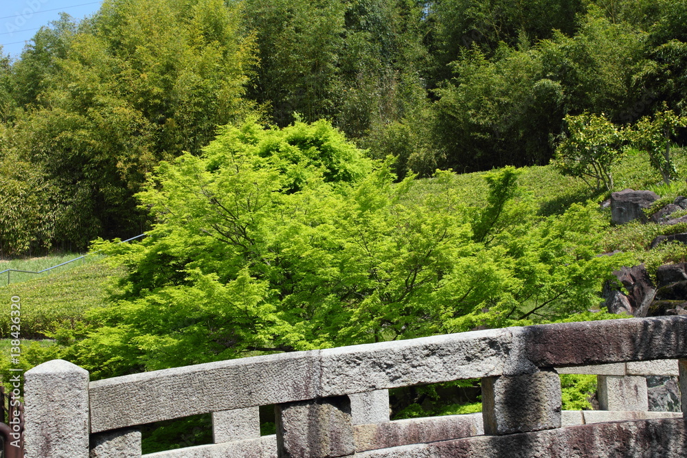 Fototapeta premium 新緑