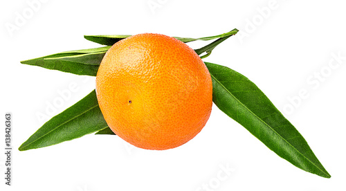 tangerine or mandarin fruit isolated