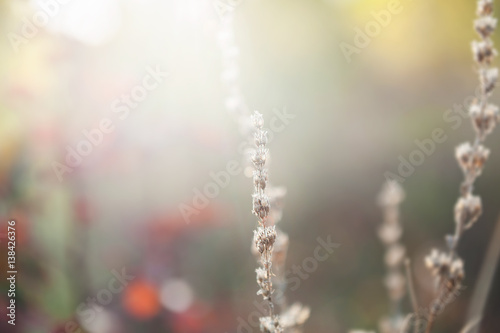 Wild grasses in the forest at sunset. Macro image, selective focus © smallredgirl