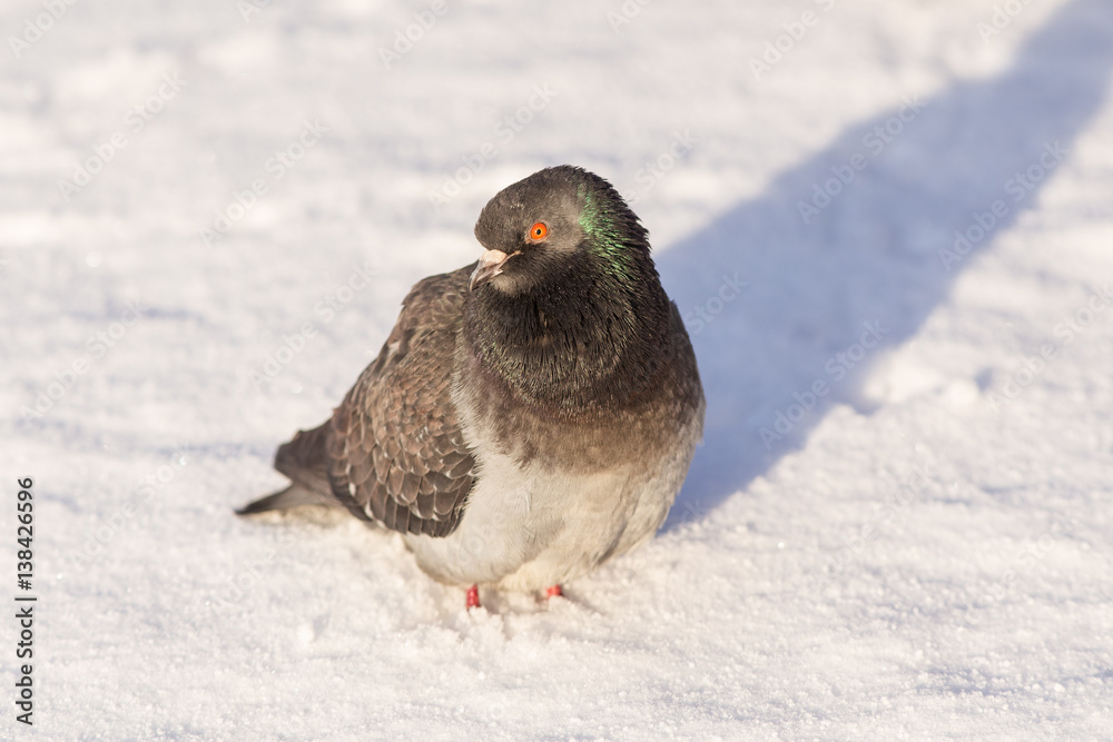 Obraz premium Portrait of gray pigeon