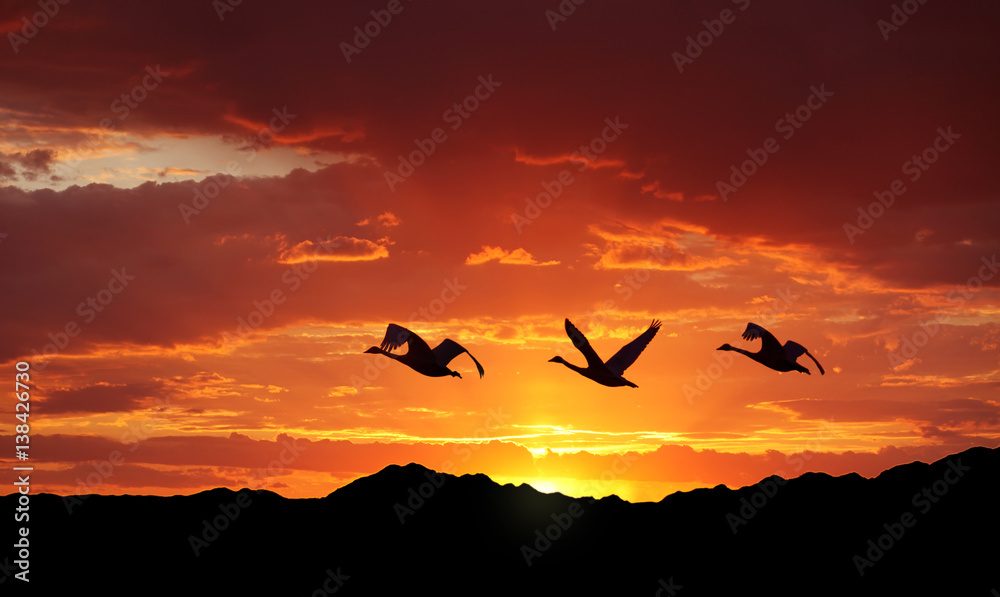 Birds flying over mountains at sunset