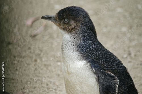 fairy penguin or little penguin